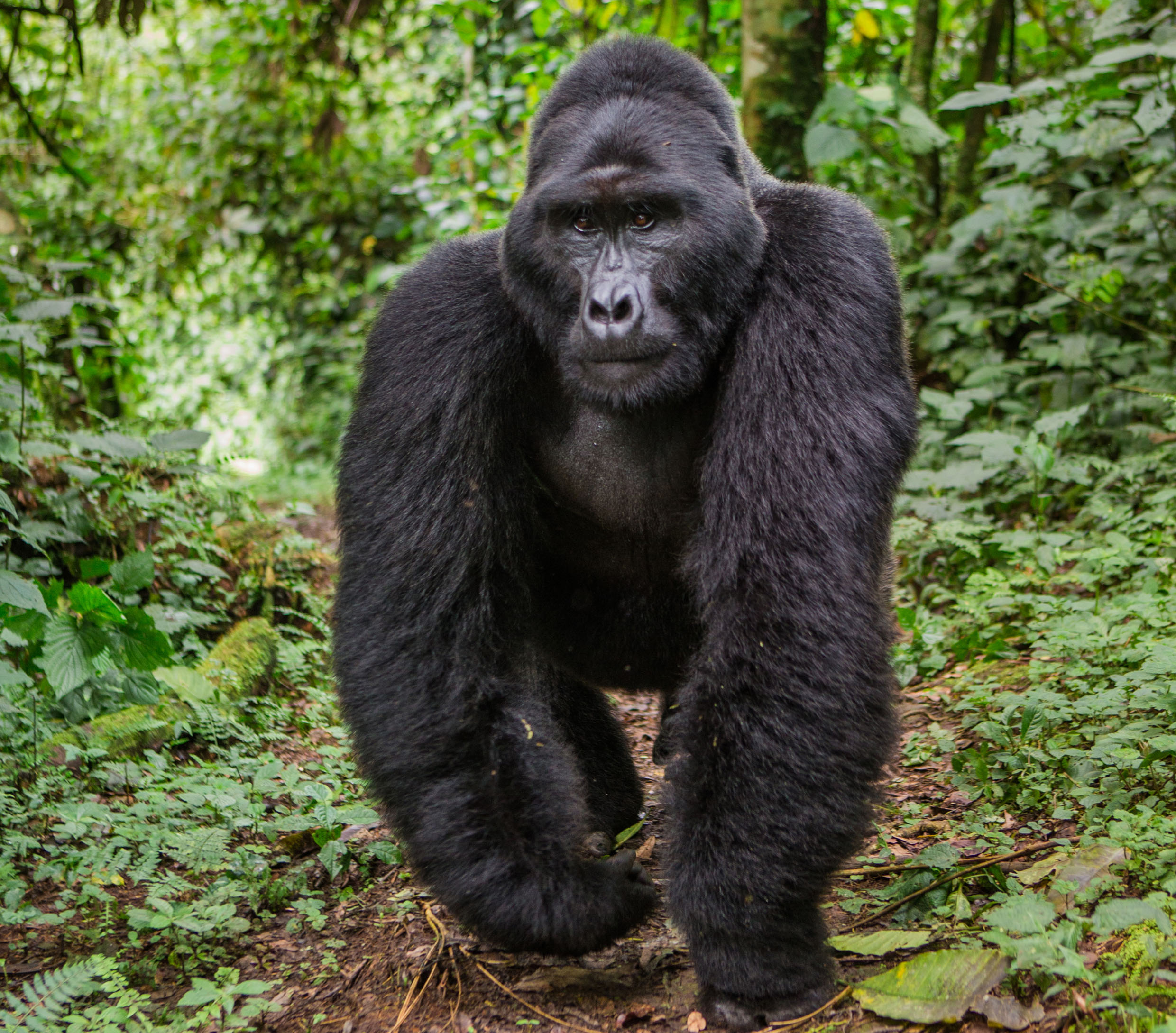 Dominant male mountain gorilla in rainforest. Uganda. Bwindi Impenetrable Forest National Park.