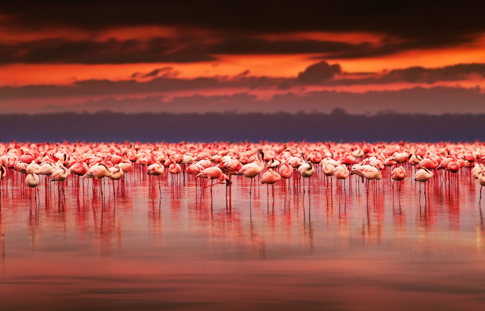 flamingos-kenya