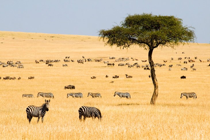 kenya-Maasai-mara
