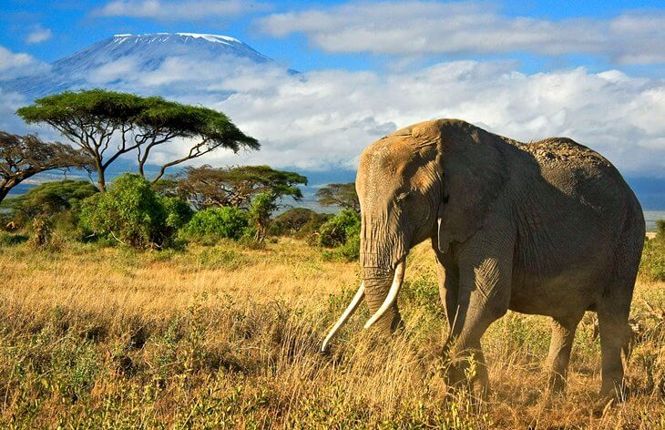 kenya-amboseli