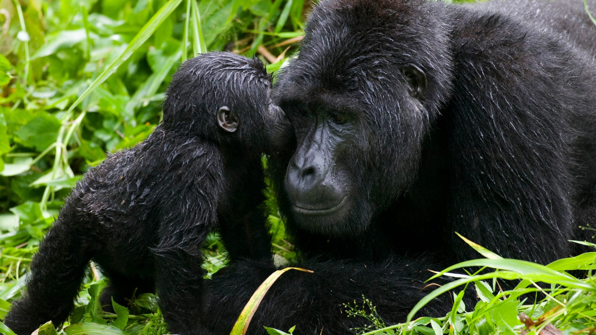 uganda-bwindi-mountain-gorilla-baby-silverback