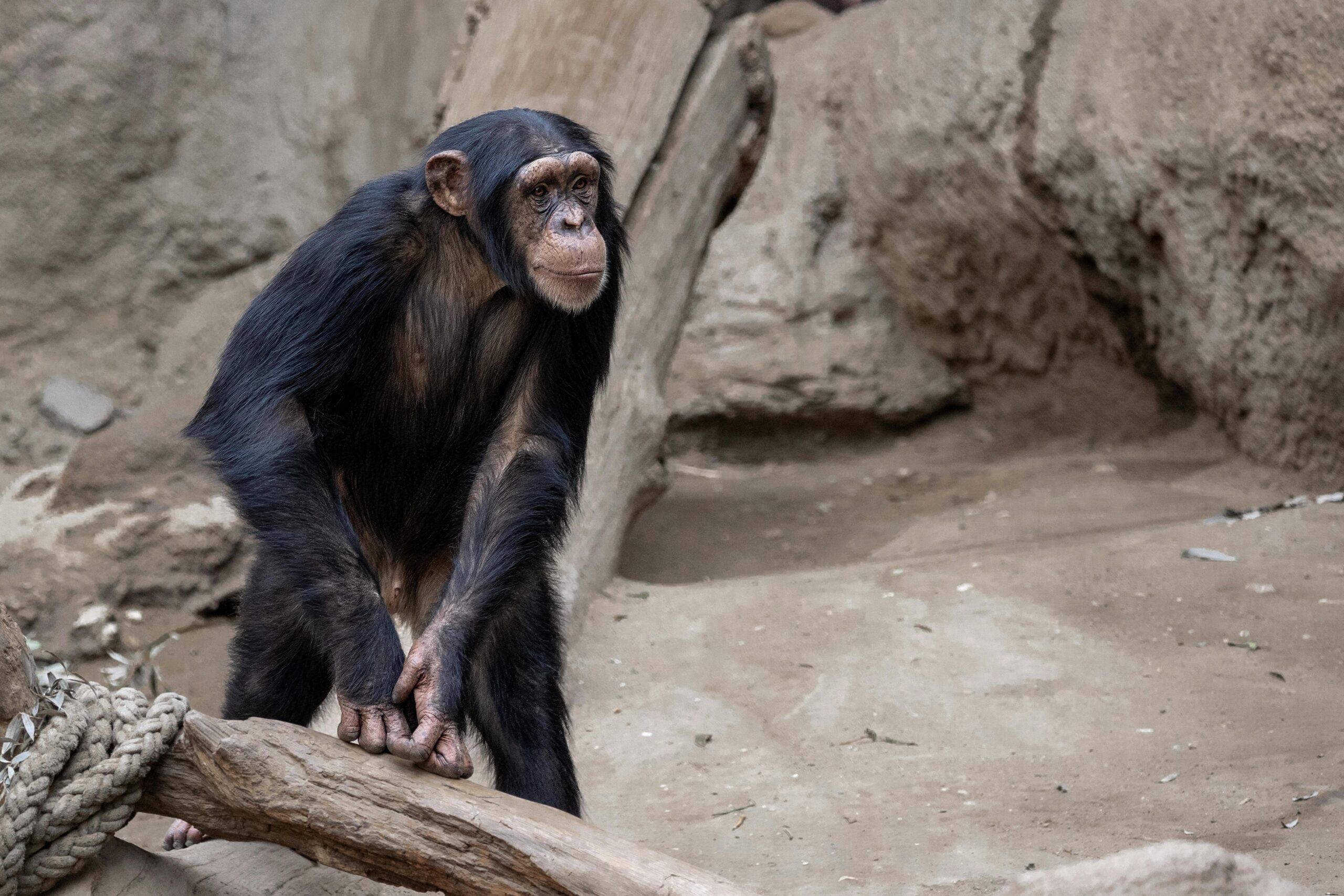 A chimpanzee in its habitat at Leipzig Zoo, showcasing wildlife behavior.